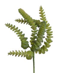 sedum burrito 27 cm - zelená tmavší