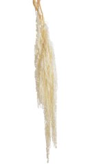 amarantus (5 ks) - bílá