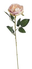 růže 62 cm - meruňková