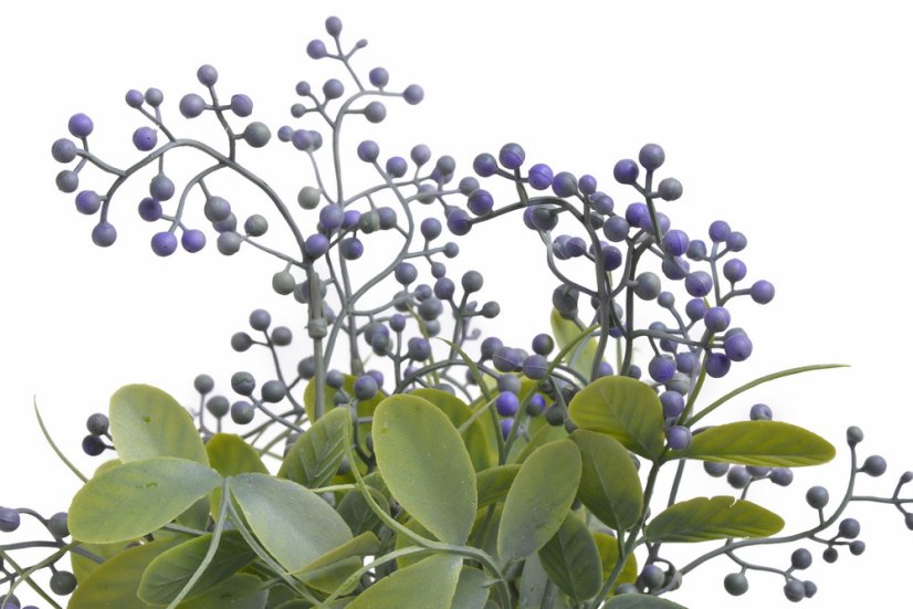 trs listů s pupeny - fialová