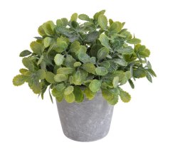 pokojová rostlina v květináči