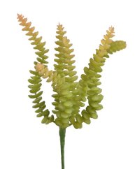 sedum burrito 27 cm - zelená