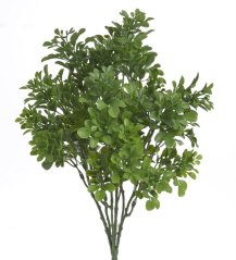 trs buxus x7 - zelená 05
