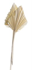 palm spear large (5 ks) - bělené