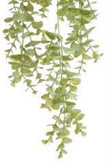 eukalyptus převislý - zelená světlá