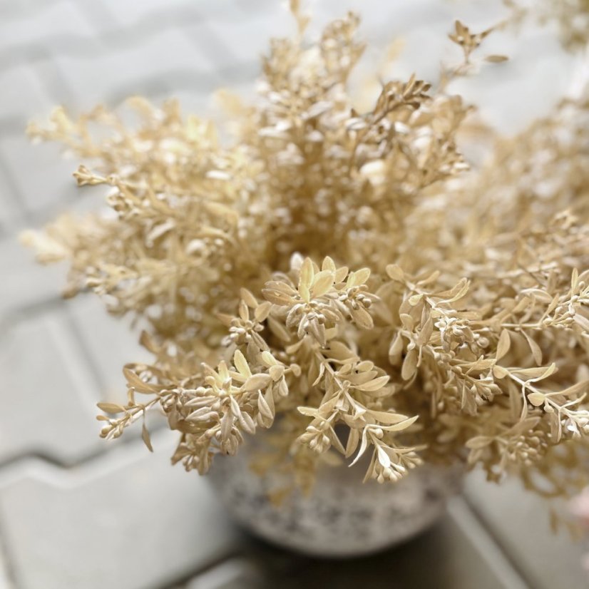 trs rostlina s drobnými lístky - béžová