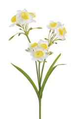 narcis trs - bílá