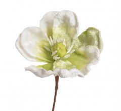 magnolia baby - sníh, bílá + zel. střed