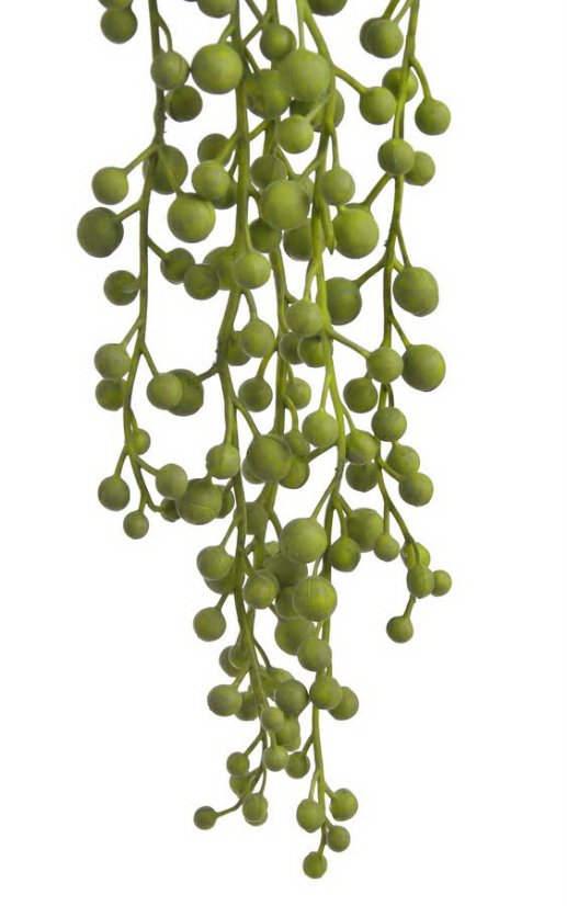 převislý starček - zelená světlá