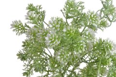 rozchodník x5 - bílozelená