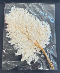 alpské kapradí preparované (10 ks) - bělené