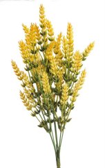 vřesovec trs - žlutá