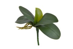 listy orchidea 22 cm