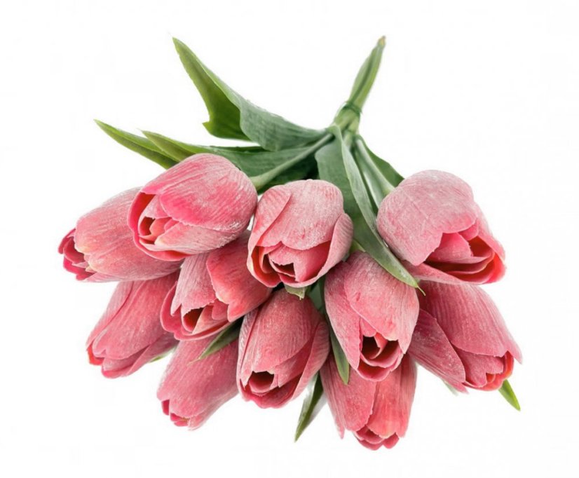 tulipán s listem (6 ks) - červená