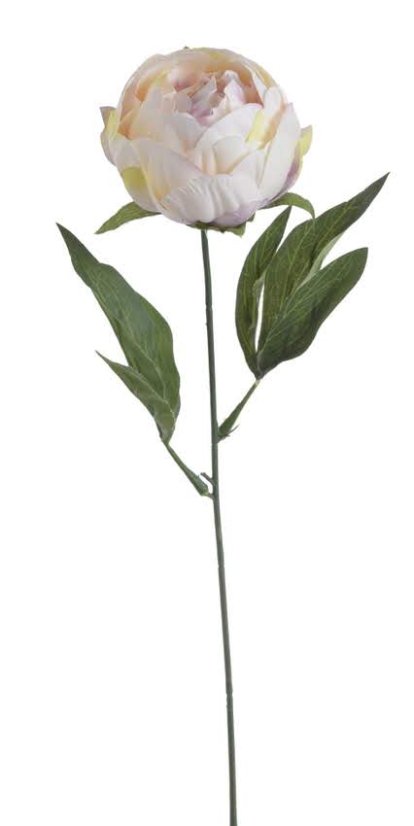 pivoňka s listy 44 cm  - krémovorůžová