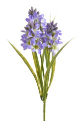 hyacint - fialová/bílá