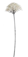 rozchodník 61 cm - bílá