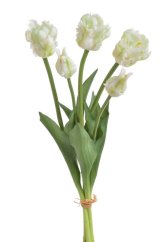 tulipán papouškovitý (5 ks) - bílá se zelenou kresbou