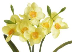trs narcisů 40 cm - žlutá