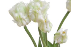 tulipán papouškovitý (5 ks) - bílá se zelenou kresbou