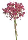 Gypsophila