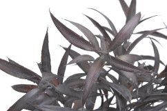 dlouholistý ruscus trs 42 cm - šedohnědá tmavá