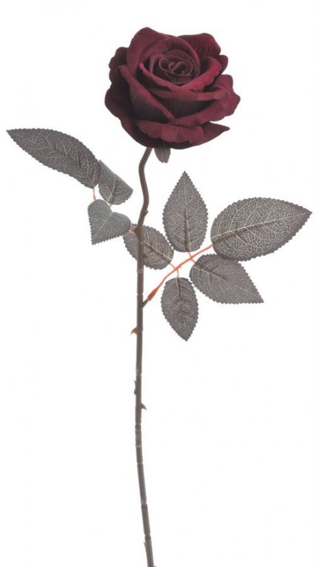 růže velvet - vínová