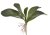 listy orchideje 26 cm