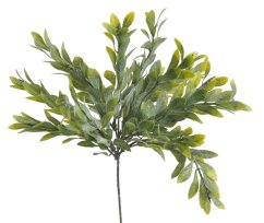 svazek ruscus 25 cm (3 ks) - zelená