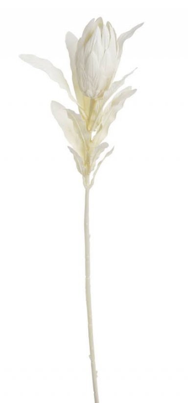 protea pastel - krémová
