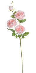 pivoňka 75 cm - růžová