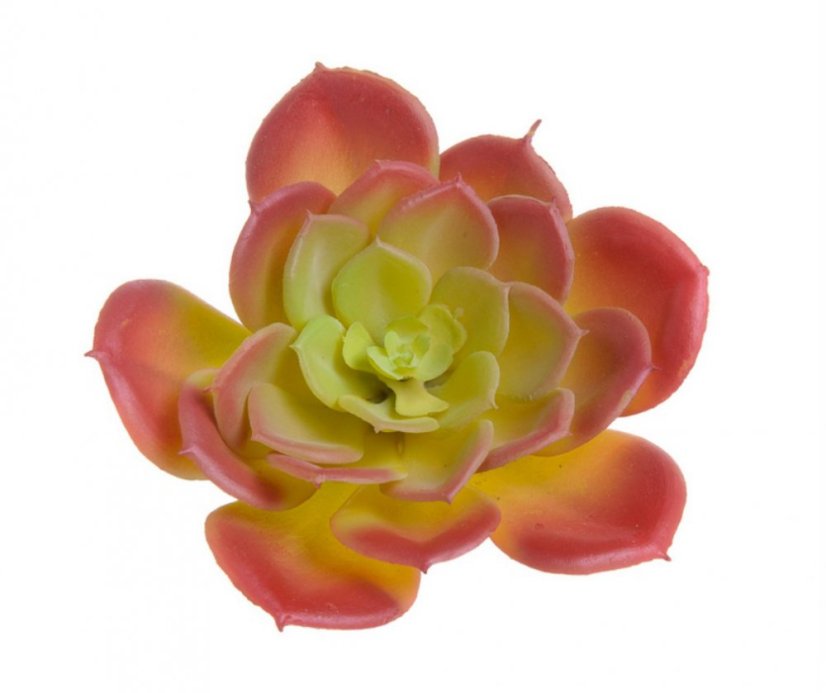 pupovice sukulent 12 cm - červená + zelená