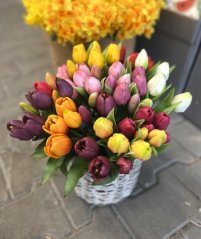 svazek tulipánů (5 ks) - růžová