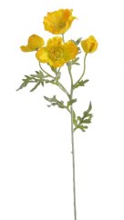 vlčí mák - žlutý