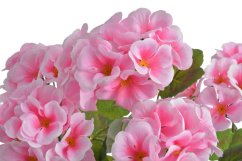 pelargonie trs x5 - růžová