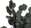 eukalyptus populus 40/80 - zelená