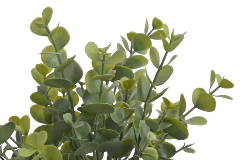 eukalyptus trs x5 - zelená
