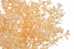 trs rostlina s drobnými lístky - broskvová