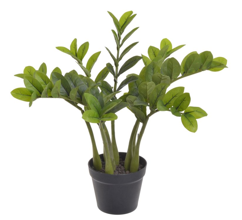rostlina zamioculcas 51 cm