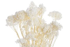 ozothamnus sušený (80 g) - bílá/krém
