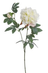 pivoňka s poupětem 68 cm - bílá