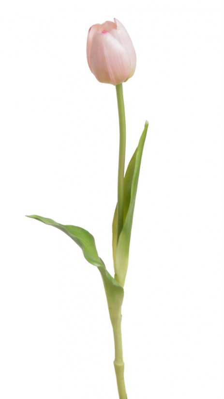 tulipán 40 cm - světle růžová