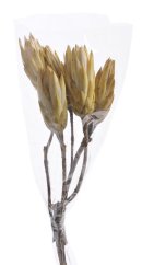 repens cream two tone (5 ks)