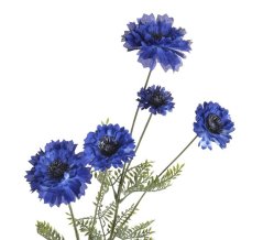 chrpa 91 cm - tmavě modrá