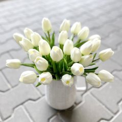 tulipán pěnový (5 ks) - bílá se zeleným nádechem