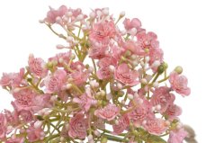 gypsophila - šater (5 ks) - růžová