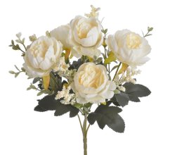 trs pivoněk x5 - krémová s nádechem meruňky