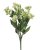 kalanchoe - bílá