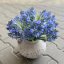 hyacint - modrá