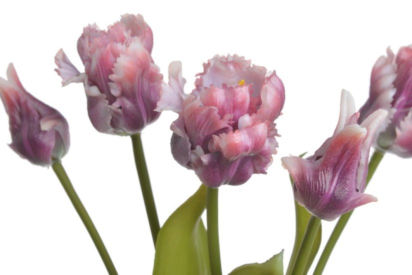 tulipán papouškovitý (5 ks) - purpurová